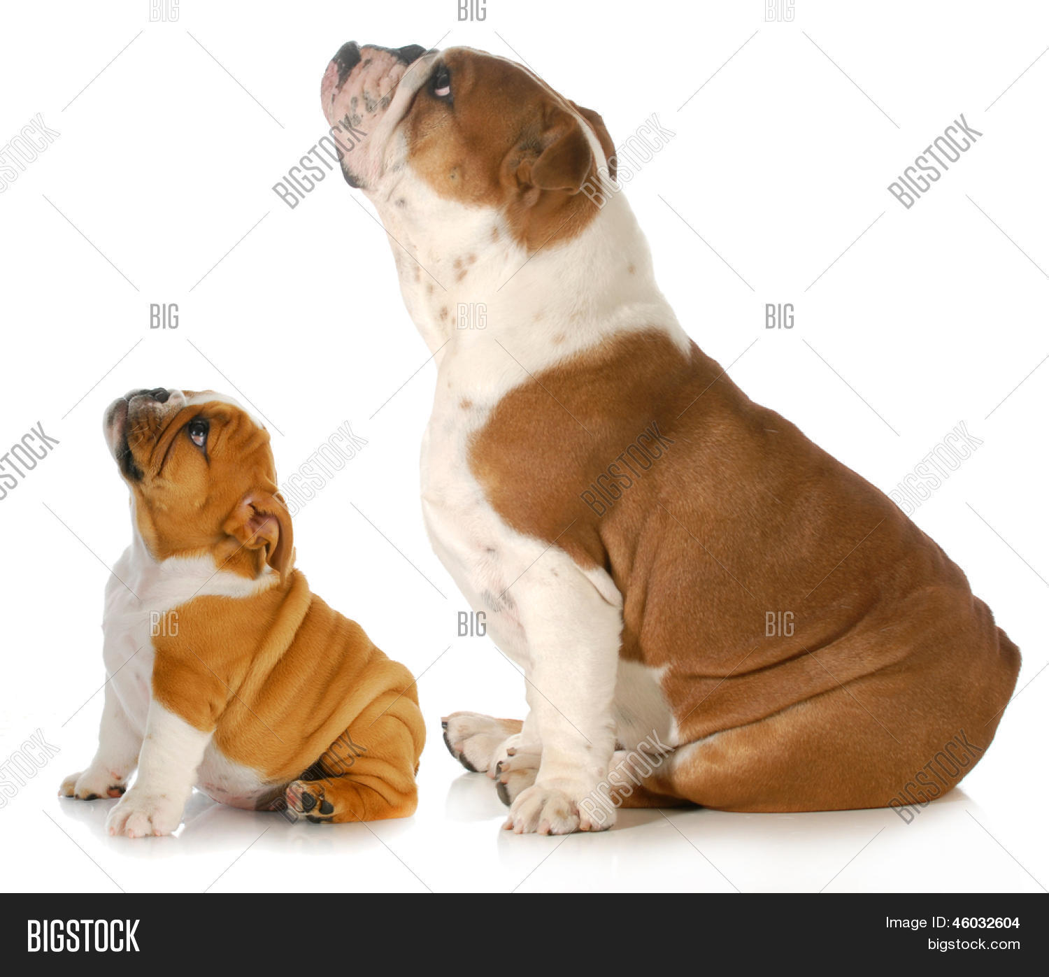 保存取消   保存 two dogs looking up - two english bulldogs