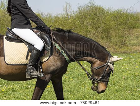 dressage horse