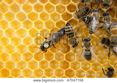 保存 queen bee in a beehive laying eggs supported by worker bees