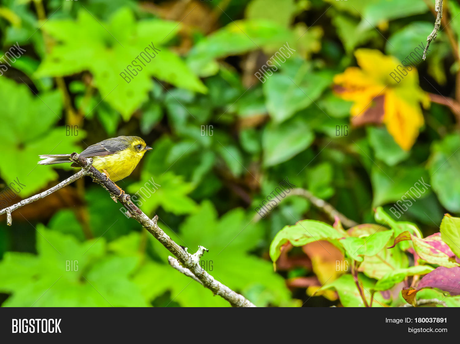yellow-bellied fairy-flycatcher holding on branch in intanon