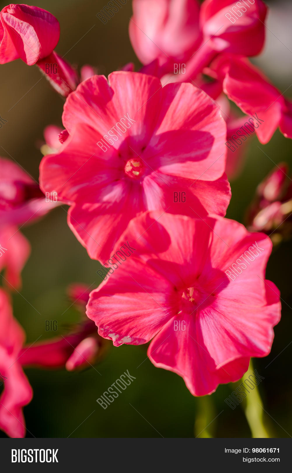very bright pink phlox paniculata (garden phlox) in bloom