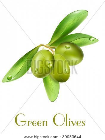 孤立在白色背景上的矢量橄榄
