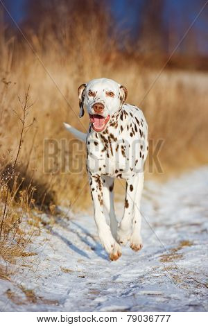 beautiful dalmatian dog outdoors