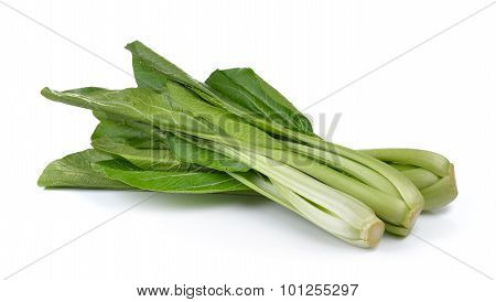 chinese mustard green on white background (nontoxic)