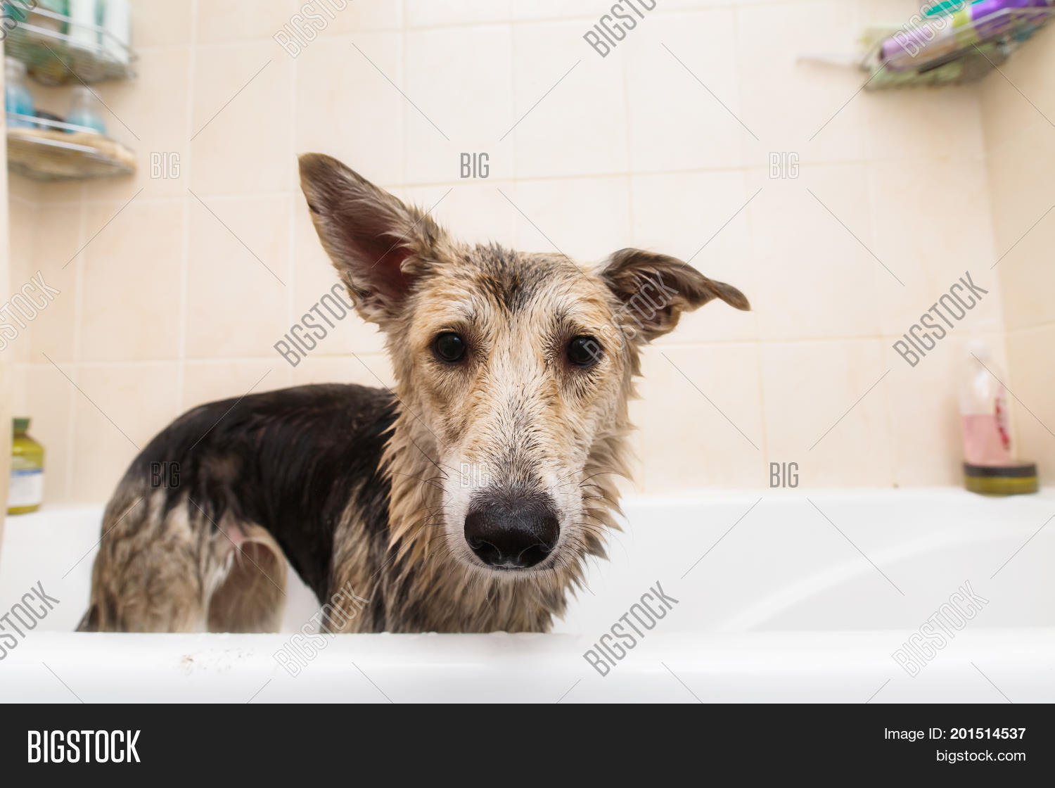 cute brown mongrel dog waiting for owner in the tub after taking