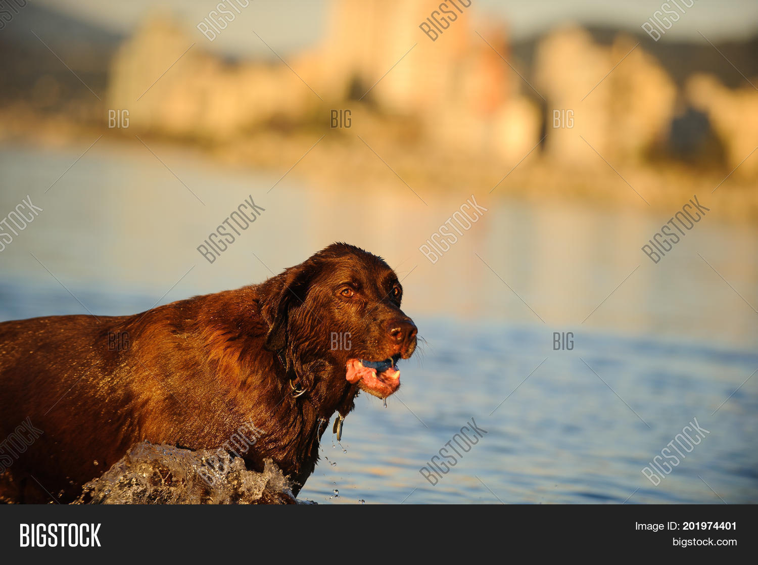 chocolate labrador retriever dog in water with city in back