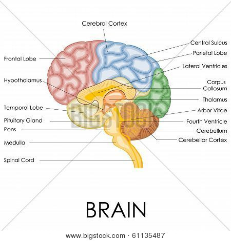 human brain anatomy