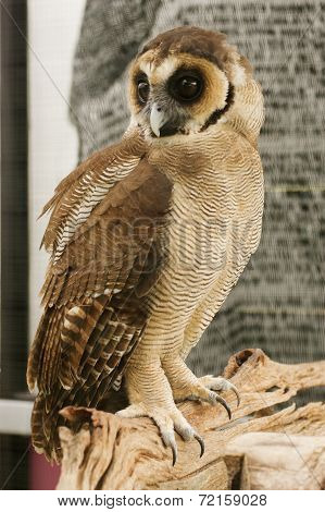 brown faced owl