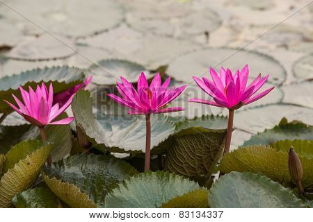 pink color fresh lotus blossom