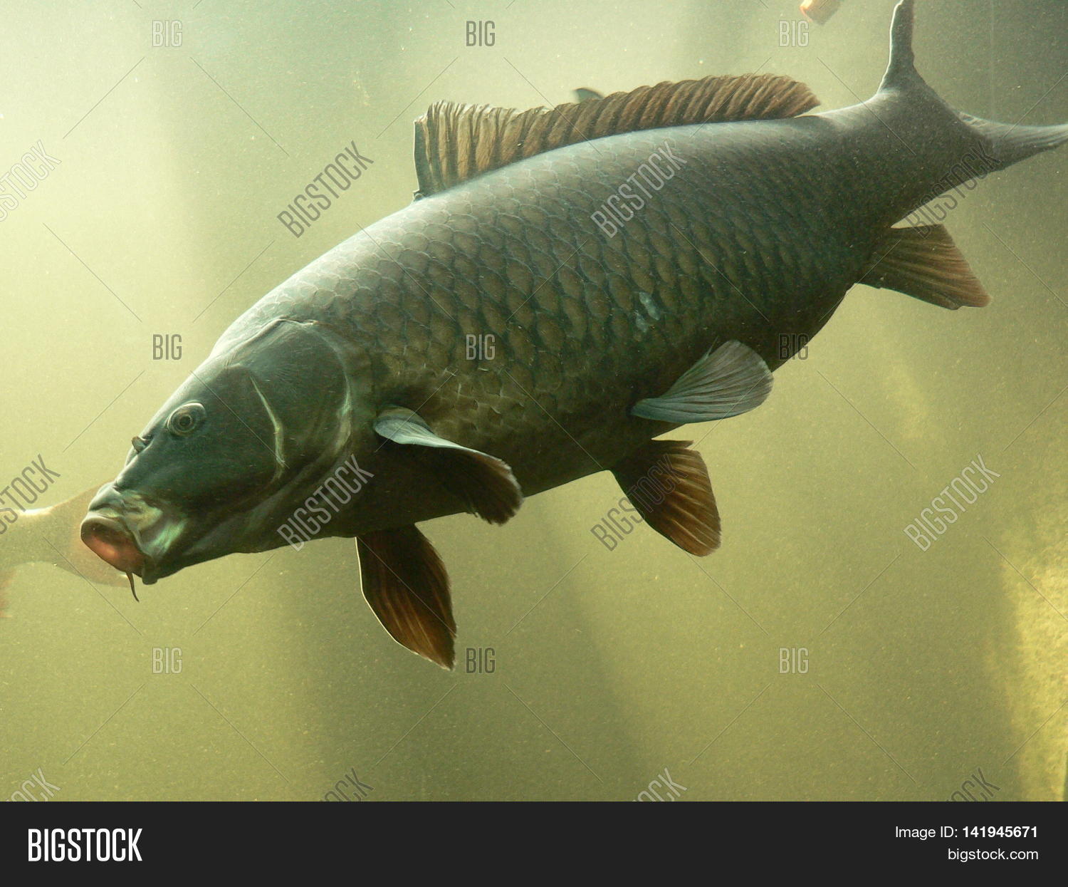 freshwater fish carp, floating in the aquarium, underwater world