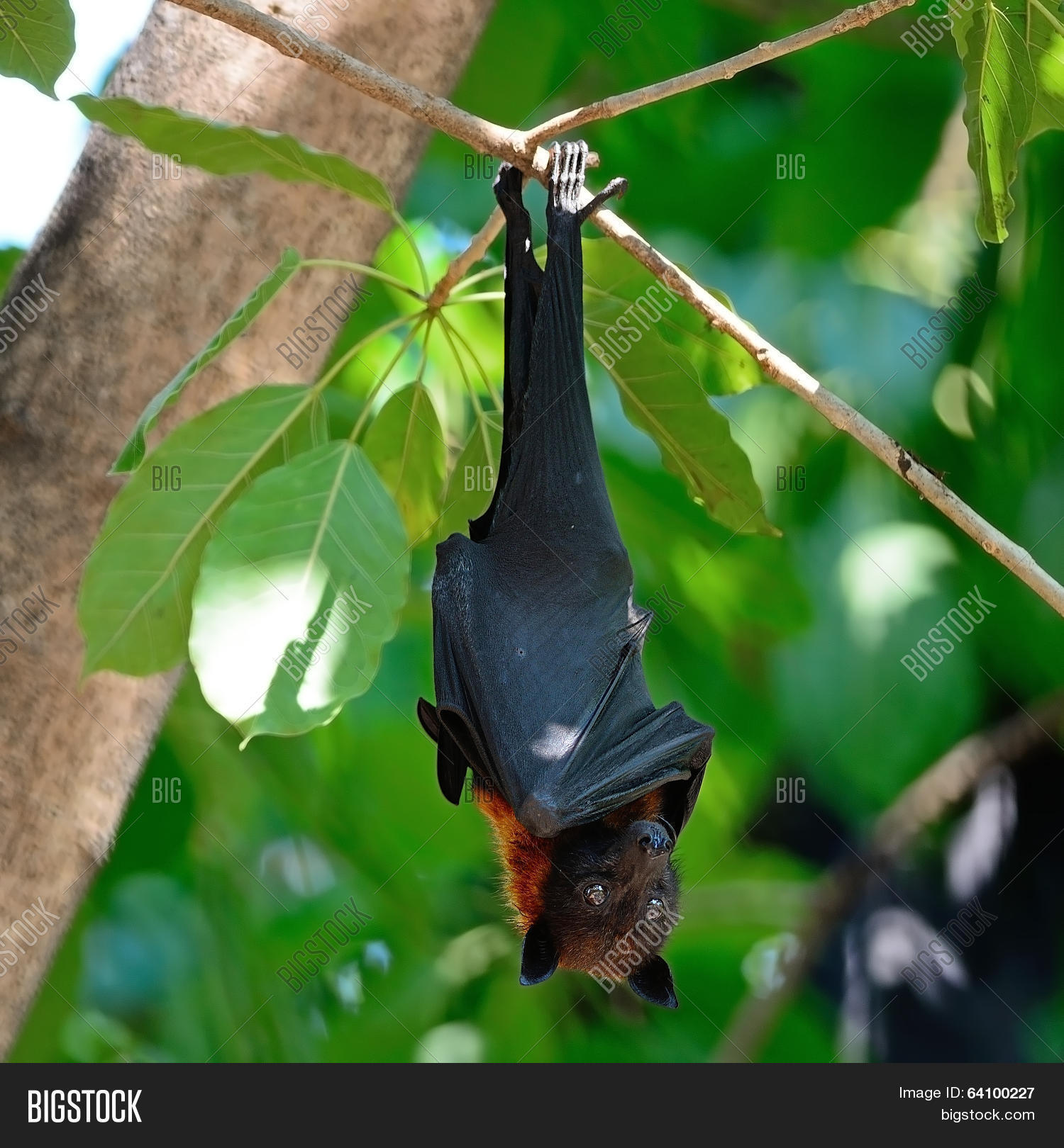 flying fox 库存照片和库存图片 | bigstock