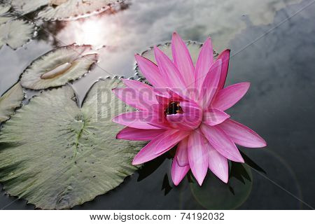 pink lotus flower beautiful lotus