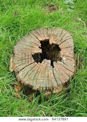 hollow tree stump