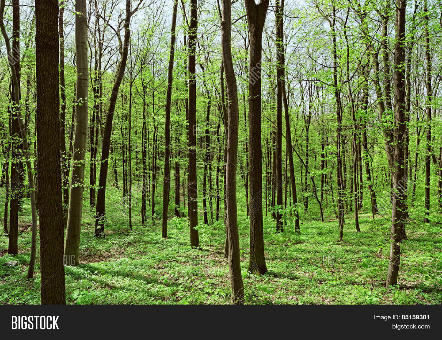 deciduous (leaf) forest depths in sunny spring day.