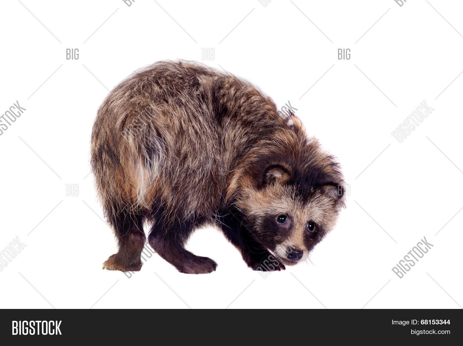 raccoon dog, nyctereutes procyonoides, isolated on the white