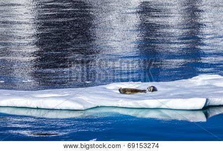 seals resting on floating ice