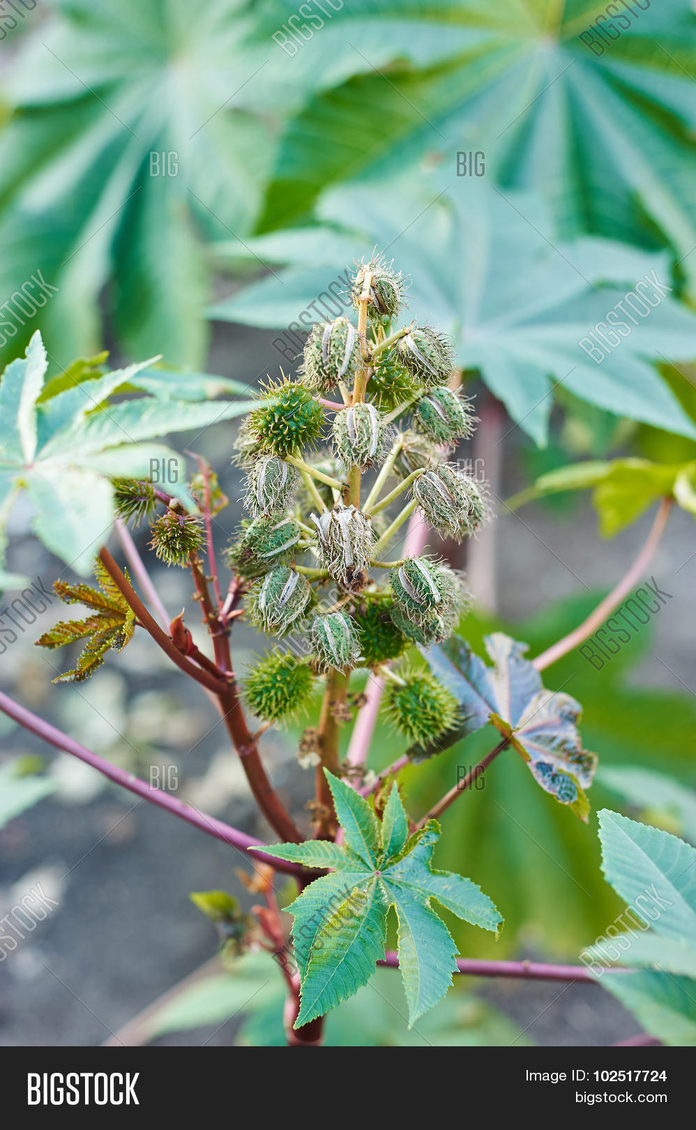 castor oil plant ricinus communis. close up