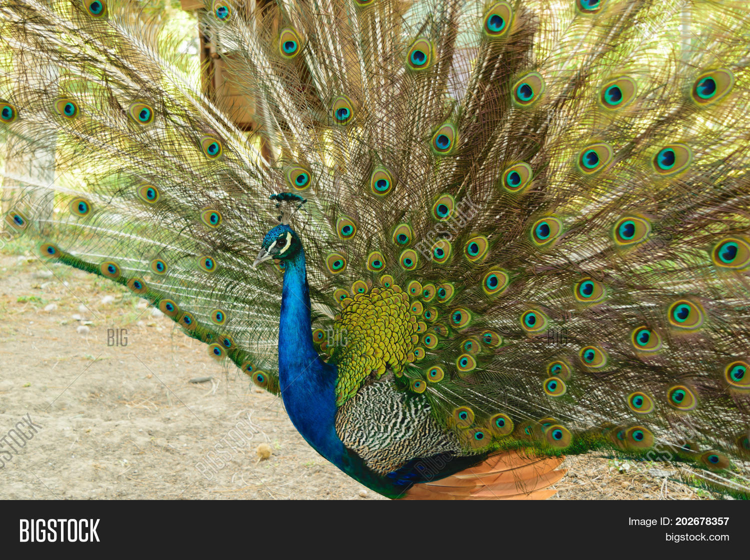beautiful peacock portrait male peacock displaying his tail