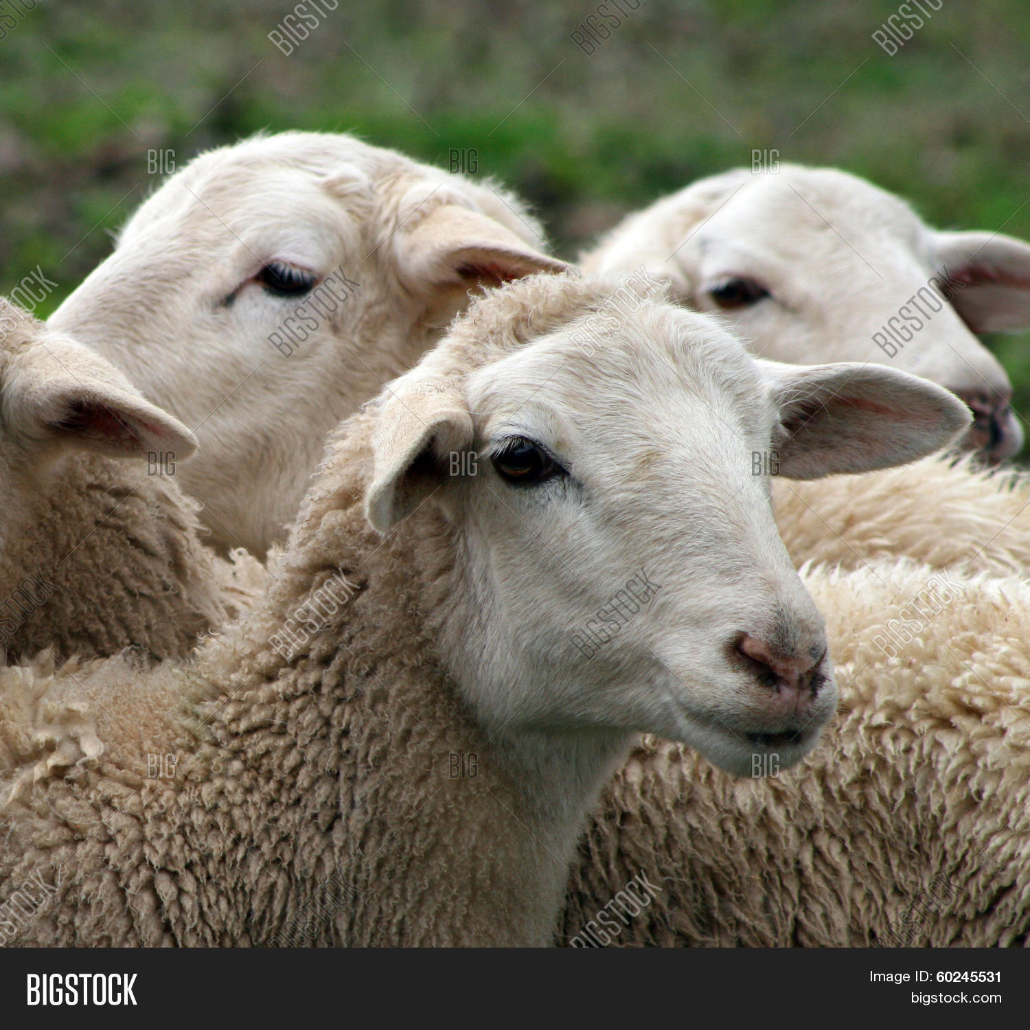 close up of a lamb, sheep, heard