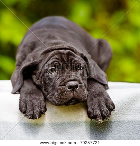 cane corso puppy outdoors