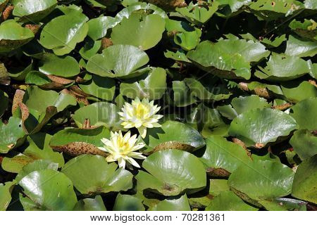 beautiful lily pond