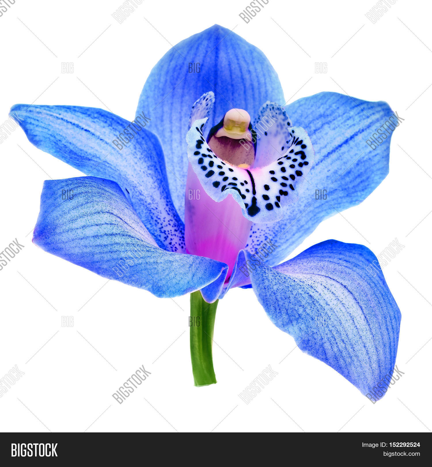one beautiful blue orchid bud head close up isolated on white