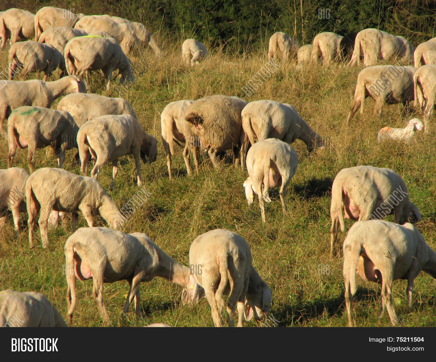 immense flock of sheep and goats grazing in the mountains