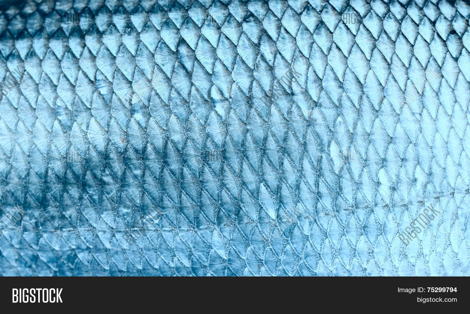 asp fish scales, natural texture, toned