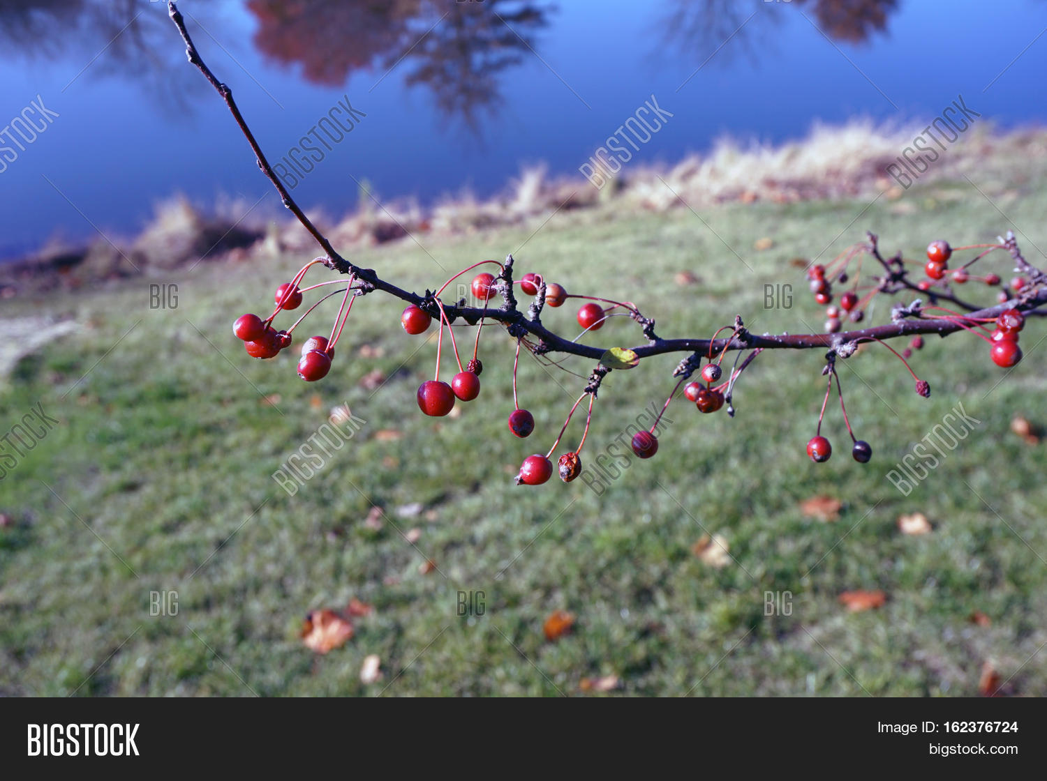 crab apples cling to a crab apple tree in joliet, illinois