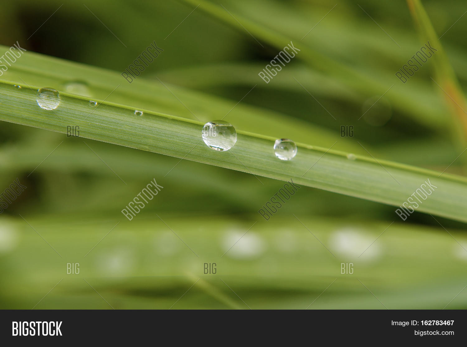 large dew drops closeup macro on fresh green blade of grass