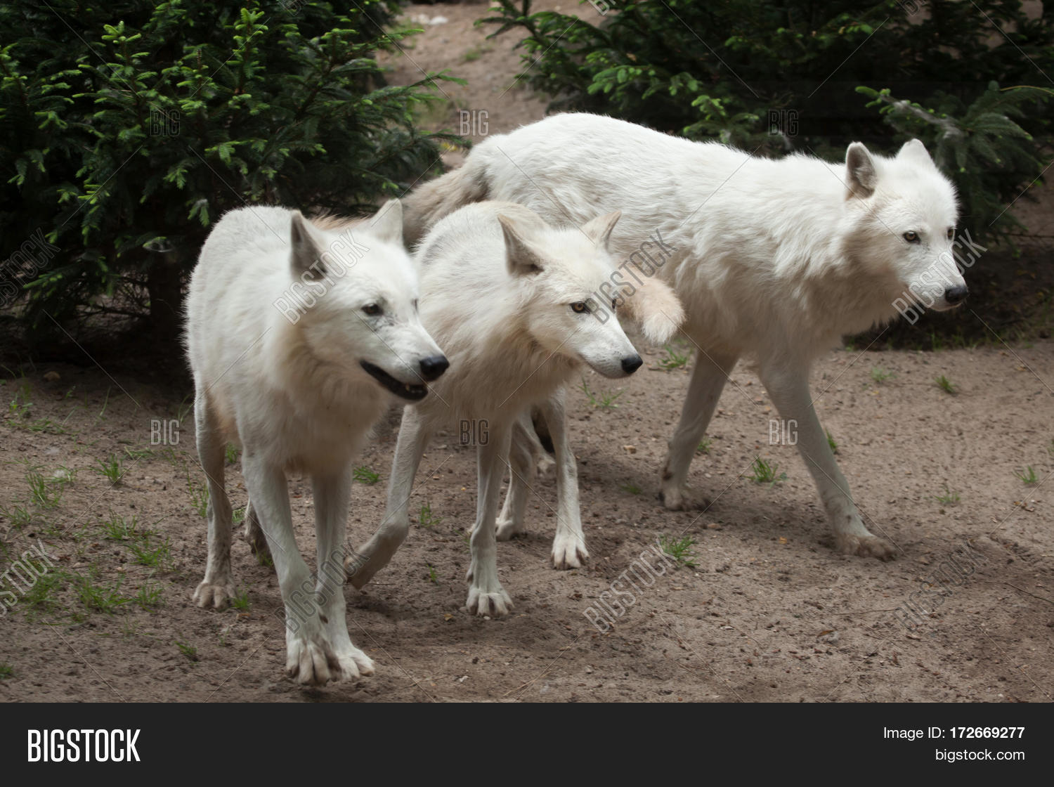 arctic wolf (canis lupus arctos), also known as the melville