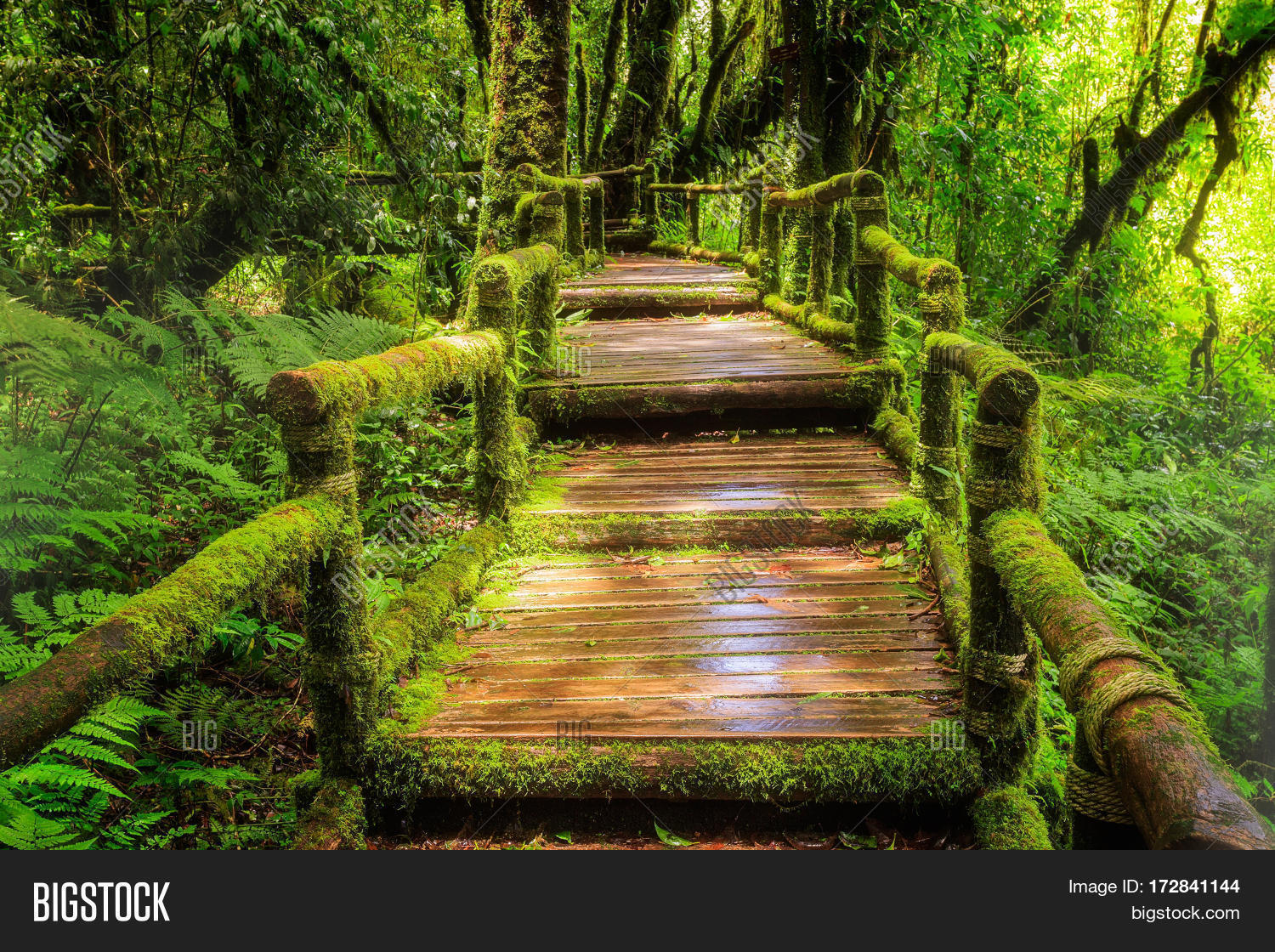 beautiful rain forest at ang ka nature trail in doi inthanon