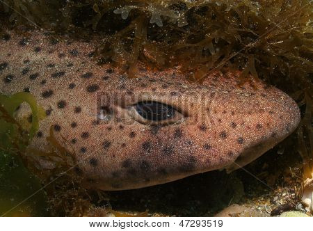 公开该 lightbox 保存取消 &nbsp; 保存 dogfish hides the weeds in