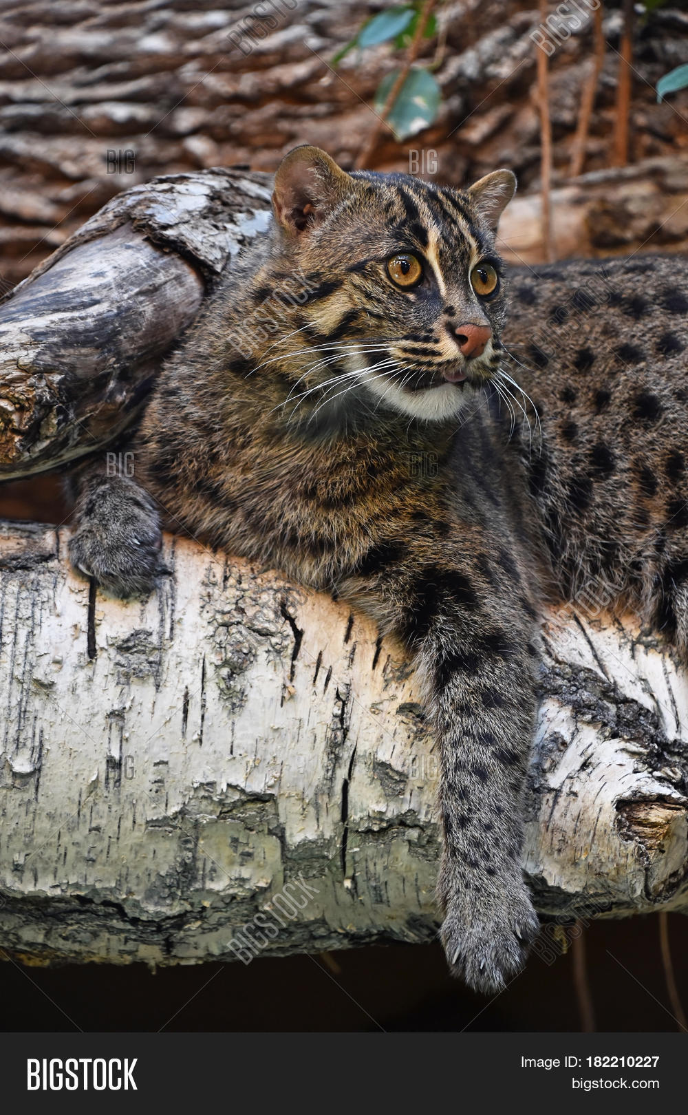 fishing resting cat on tree 库存照片和库存图片 | bigstock