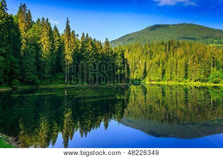 coniferous forest near the lake and the forest mountain  **