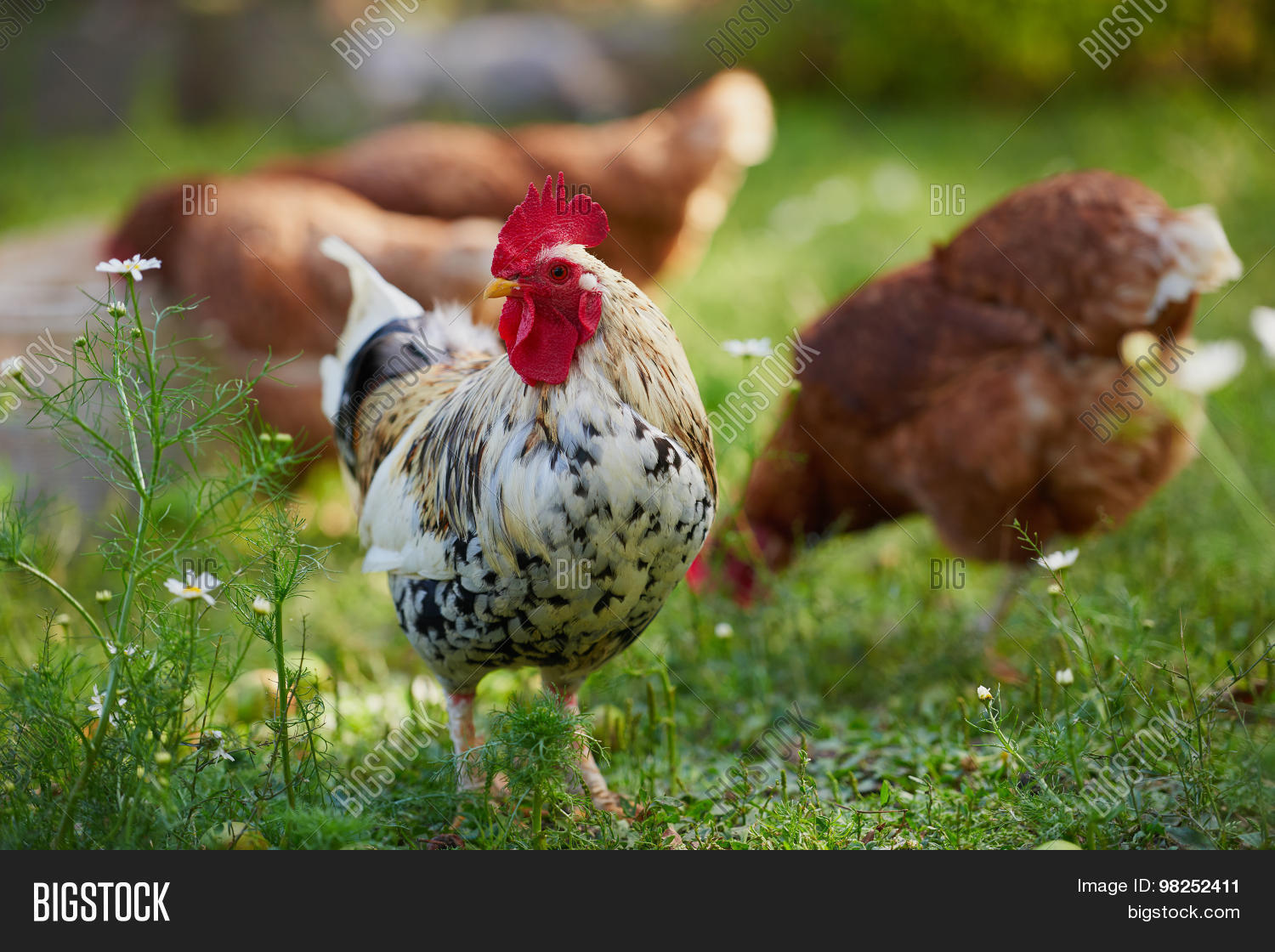 rooster or chicken on traditional free range poultry farm