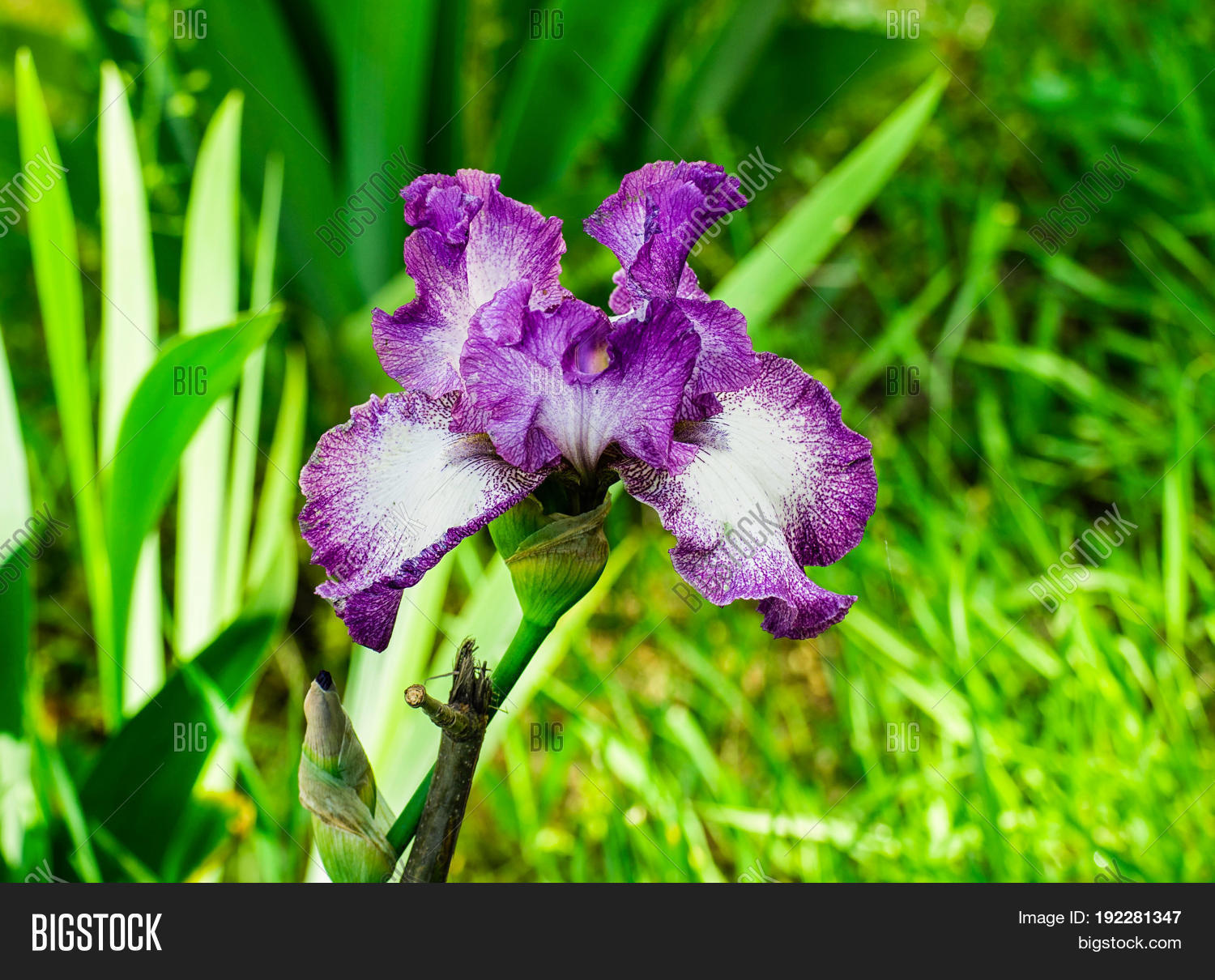 beautiful flowers of iris. beautiful irises on green background.
