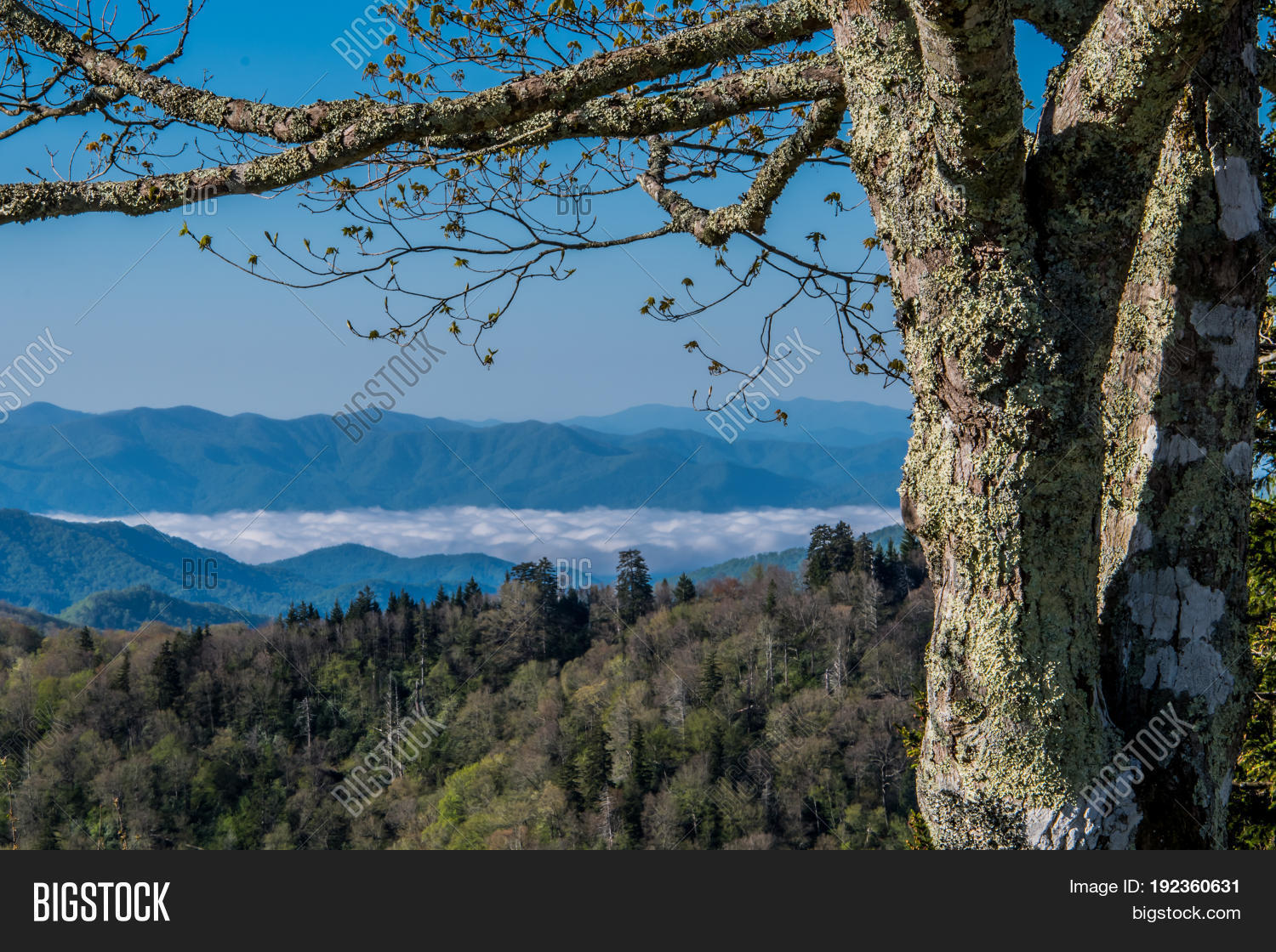 fog hangs in the valley in early spring in the smoky mountains