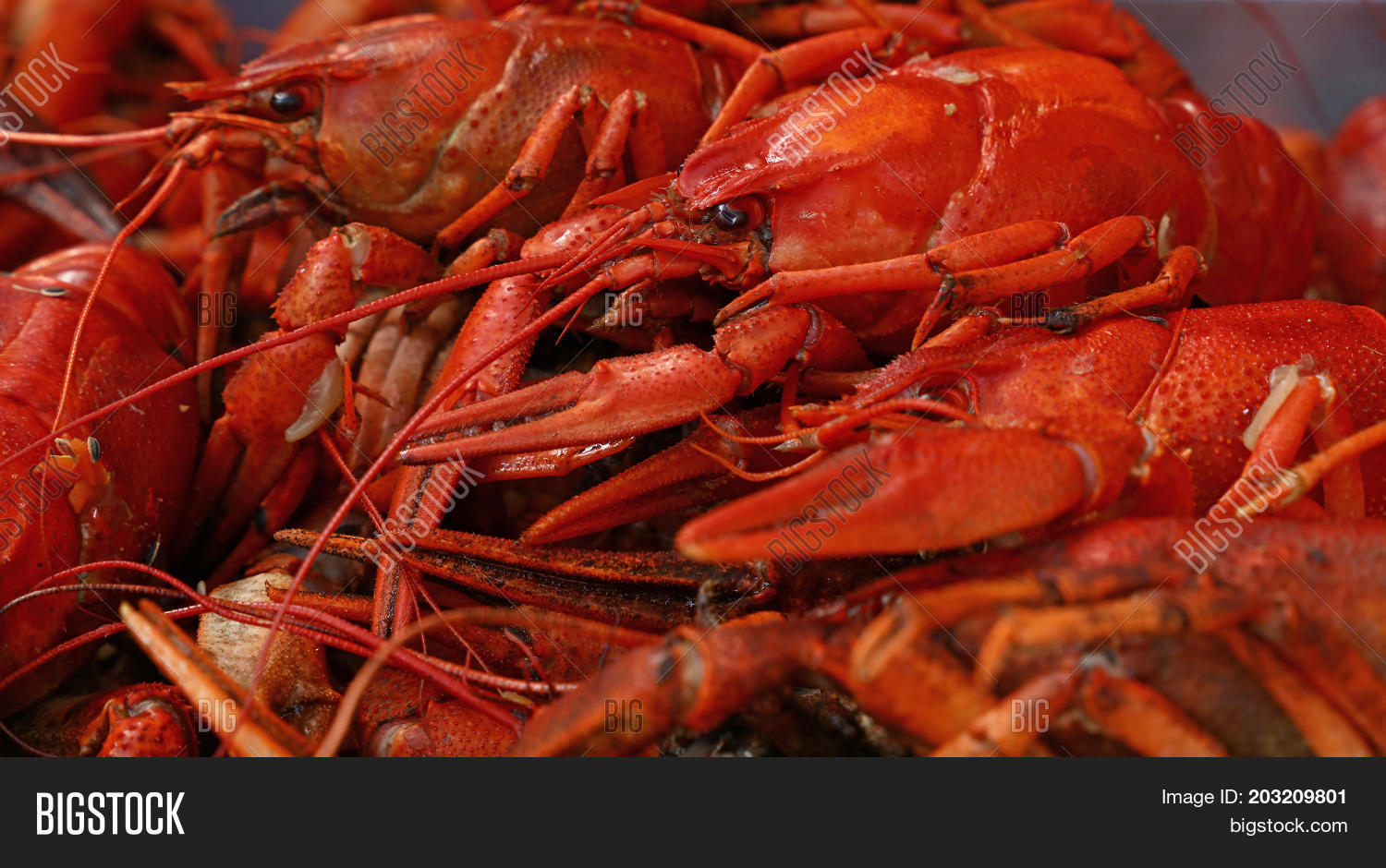 portion of cooked ready to eat red crawfish (crayfish) close up
