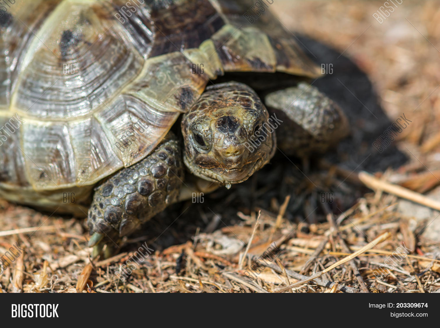 mediterranean land turtle on the grass, close up
