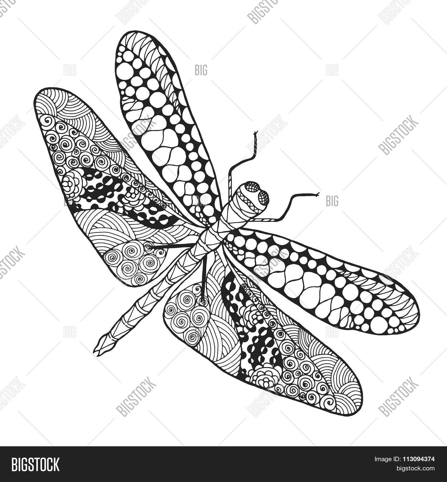dragonfly. 库存矢量图和库存照片 | bigstock