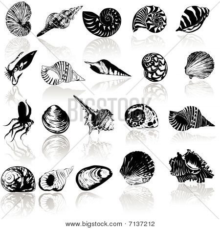 &nbsp; 保存 vector illustration of different  sea  shells