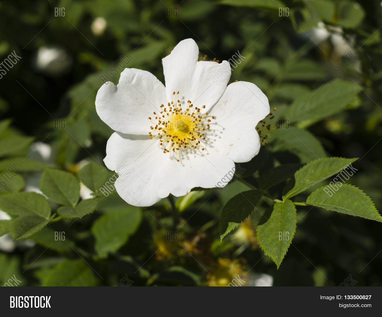 blooming wild rose flower macro shallow dof selective focus
