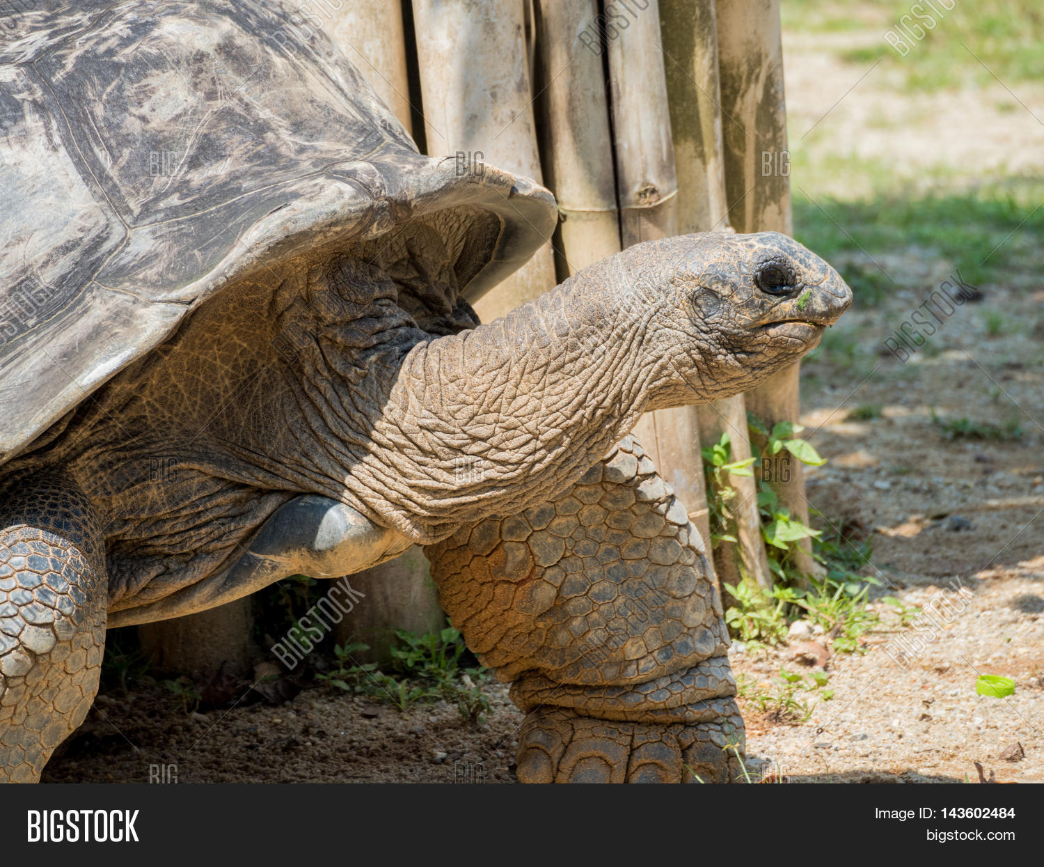the very big galapagos turtle walking on the sand
