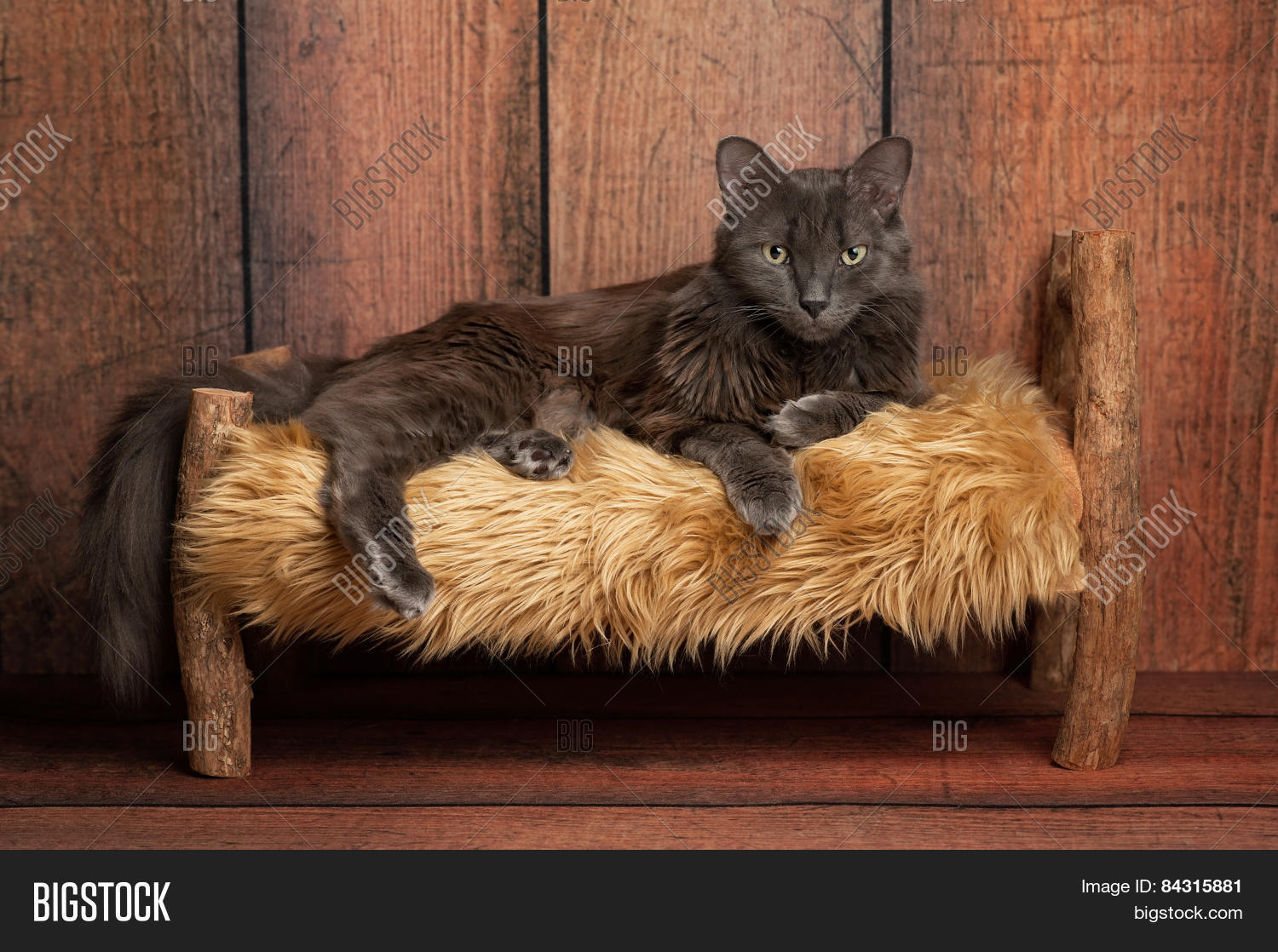 nebelung cat on a little wooden bed 库存照片和库存图片 | big