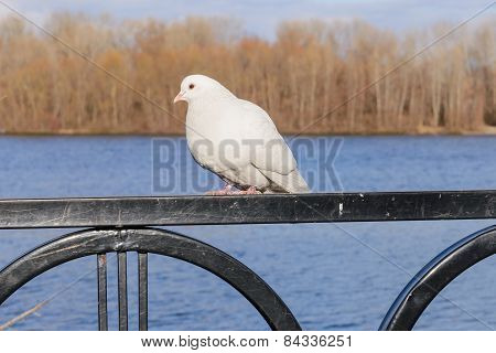 white pigeon