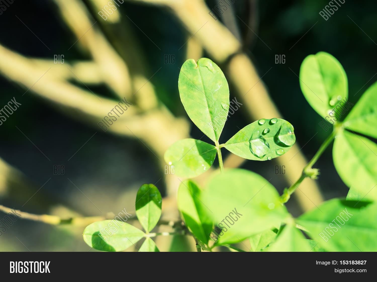 concept, vintage landscape nature leaf background green, leaf
