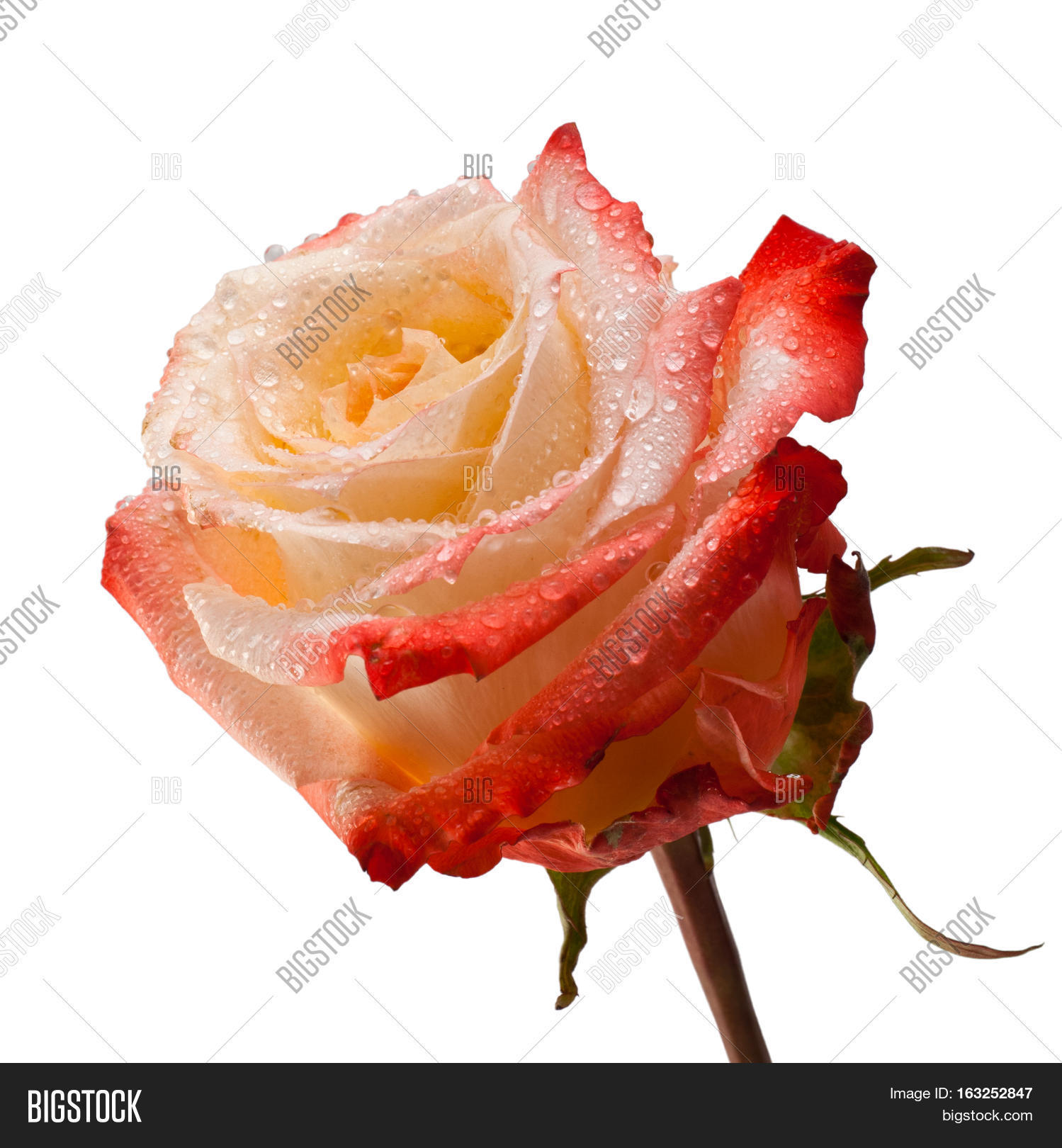 pink and tea rose flower on white background.