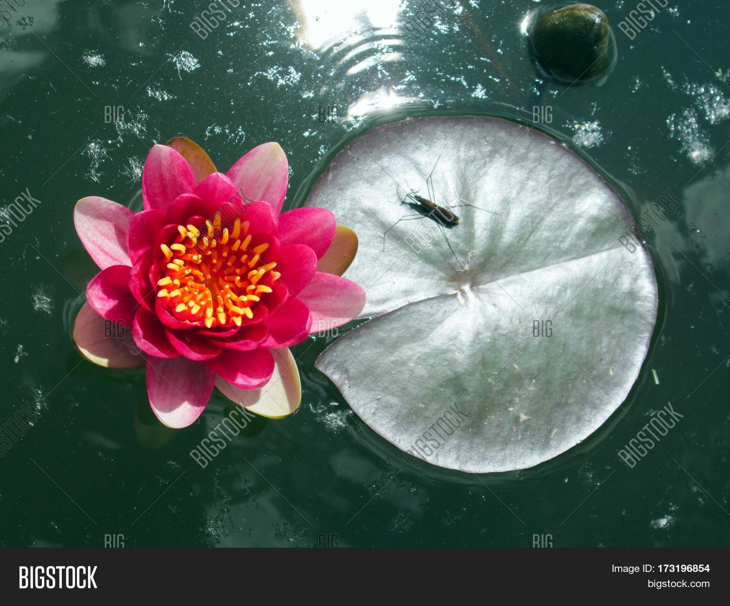blooming pink water lilies on deep blue water