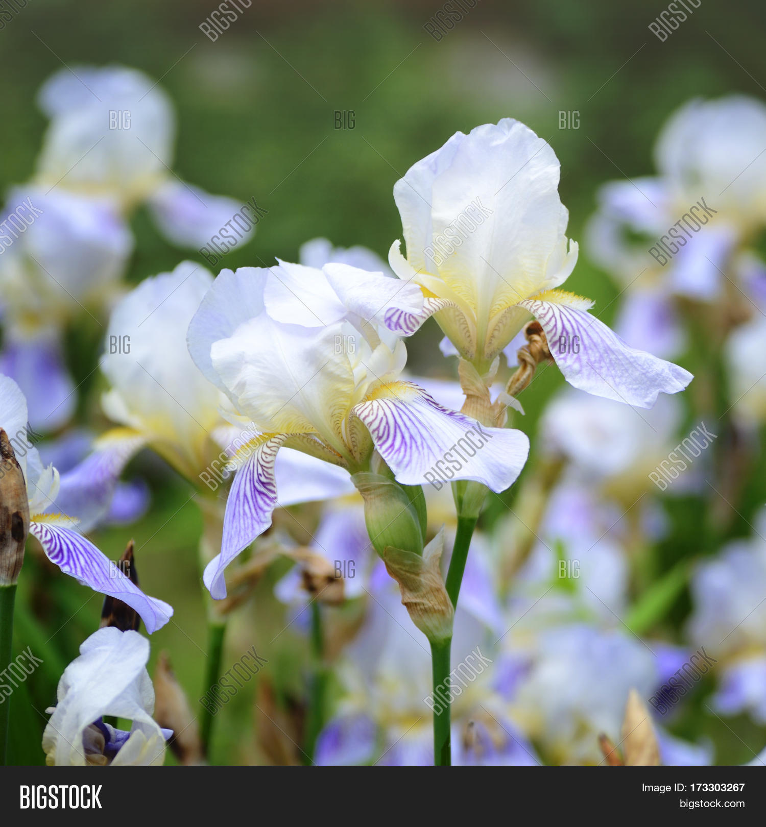 gorgeous purple iris flower in the garden.
